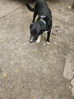 Ice, a male Border Collie for sale in Cape Girardeau, MO – 4 of 5