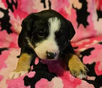 Pete, a male Border Collie for sale in Cape Girardeau, MO – 1 of 1