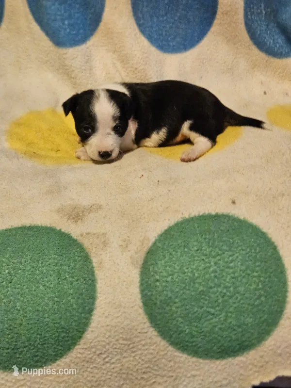 Drew (T-Cup, Call-Text) – Chihuahua puppy for sale in Cape Girardeau, MO
