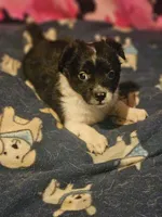 Buttet "T-Cup", a female Chihuahua for sale in Cape Girardeau, MO – 6 of 10