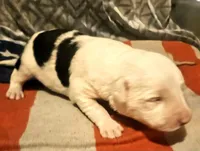 Inman, a male Border Collie for sale in Cape Girardeau, MO – 6 of 10