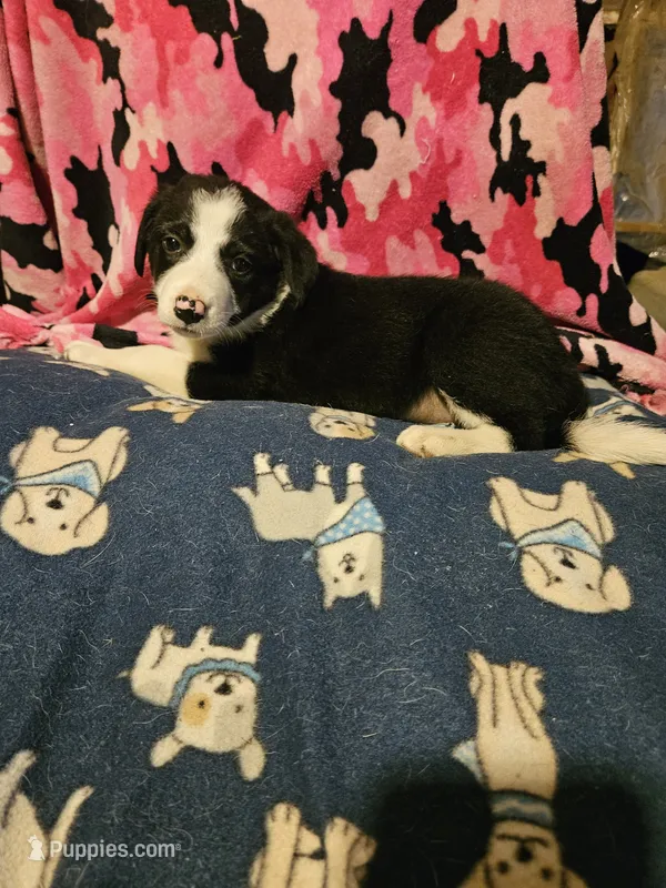 Franney – Border Collie puppy for sale in Cape Girardeau, MO