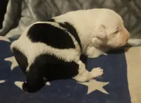 Inman, a male Border Collie for sale in Cape Girardeau, MO – 5 of 10