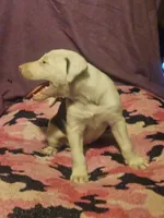 Suzy (Call-Text), a female Border Collie for sale in Cape Girardeau, MO – 4 of 10
