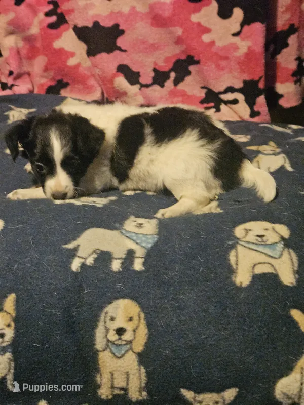 Price (T-Cup) – Chihuahua puppy for sale in Cape Girardeau, MO