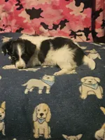 Price (Teddy Bear Chihuahua), a female Chihuahua for sale in Cape Girardeau, MO – 1 of 10