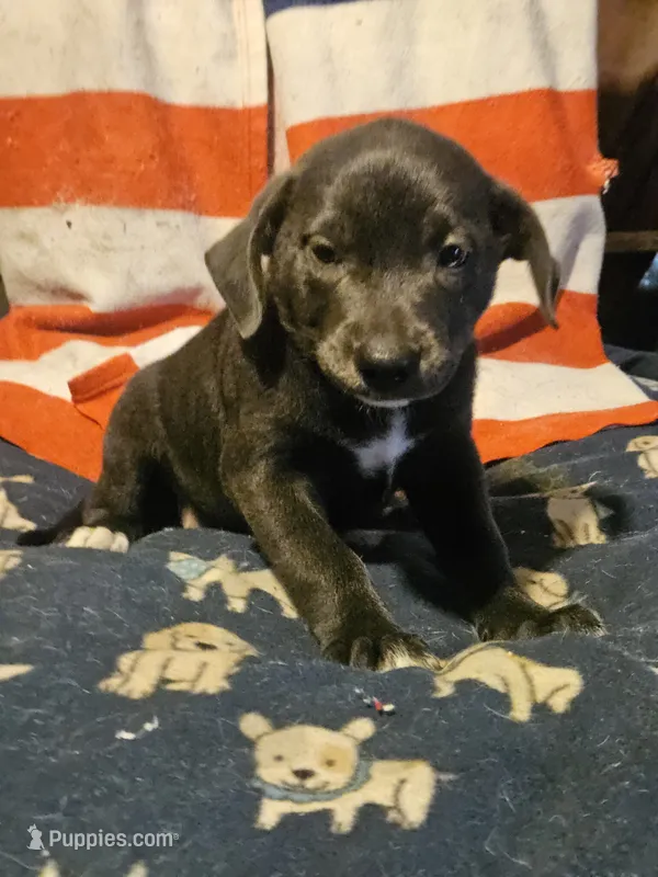 Filly (Lilac Blue Color) – Border Collie puppy for sale in Cape Girardeau, MO