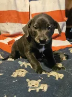 Filly (Lilac Blue Color), a female Border Collie for sale in Cape Girardeau, MO – 4 of 10