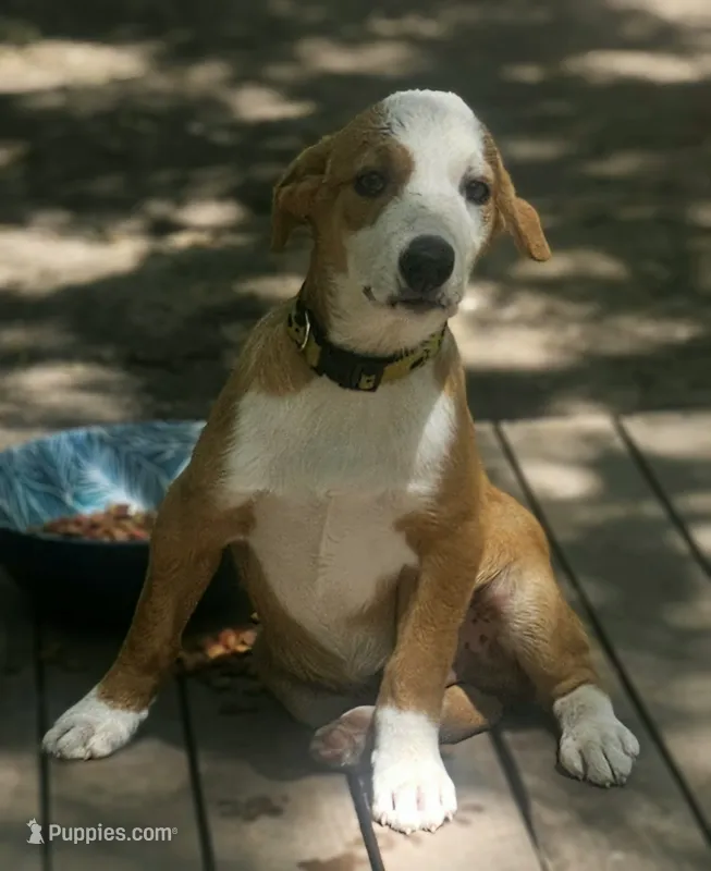 Quaker (Sable Color) – Border Collie puppy for sale in Cape Girardeau, MO
