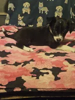 Misty (T-Cup Size), a female Chihuahua for sale in Cape Girardeau, MO – 8 of 10