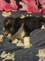 Buttet "T-Cup", a female Chihuahua for sale in Cape Girardeau, MO – 2 of 10