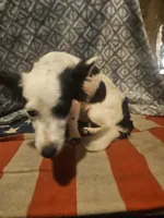 Elmo (Trained), a male Chihuahua for sale in Cape Girardeau, MO – 6 of 10
