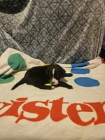 Girly, a female Border Collie for sale in Cape Girardeau, MO – 3 of 10