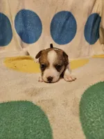 Frari (T-Cup, Call-Text), a female Chihuahua for sale in Cape Girardeau, MO – 6 of 10