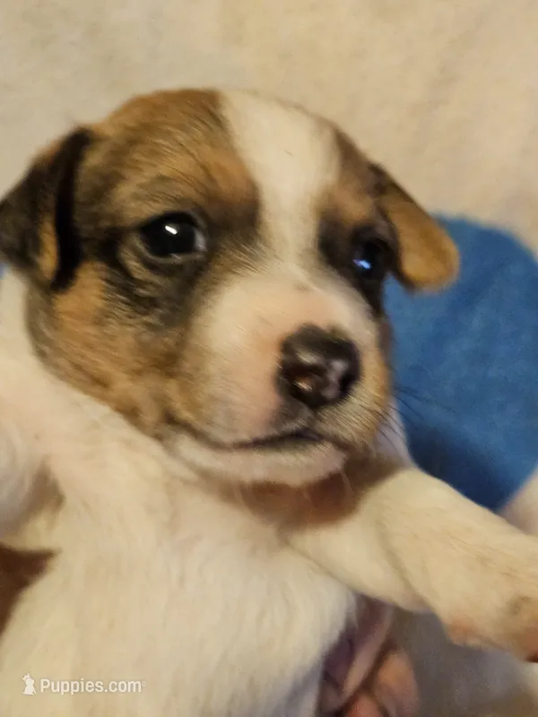 Buddy (T-Cup, Call-Text) – Chihuahua puppy for sale in Cape Girardeau, MO