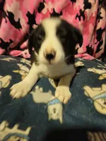 Jay, a male Border Collie for sale in Cape Girardeau, MO – 1 of 10