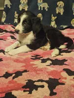 Noddy (Teddy Bear Chihuahua), a male Chihuahua for sale in Cape Girardeau, MO – 9 of 10