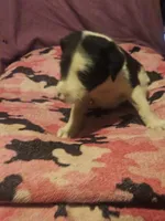 Tia (Call-Text), a female Border Collie for sale in Cape Girardeau, MO – 8 of 10