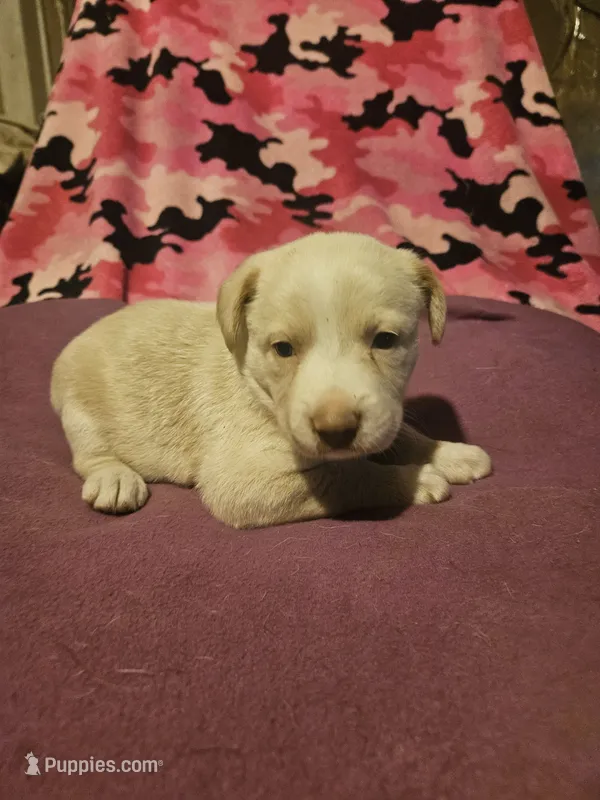 Emily "EE Red" – Border Collie puppy for sale in Cape Girardeau, MO