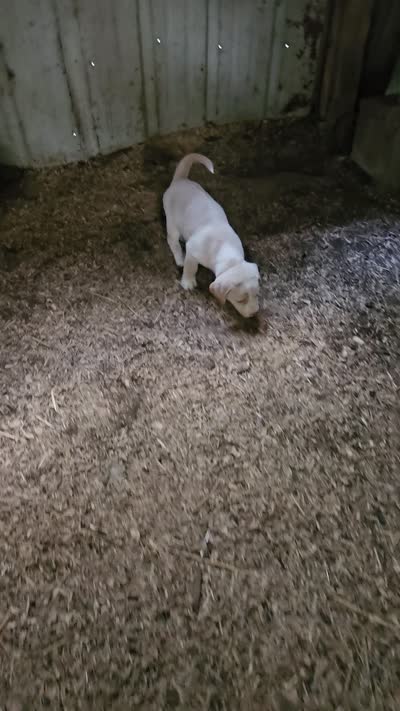 Emily "Sable/EE Red", a female Border Collie for sale in Cape Girardeau, MO – 6 of 10