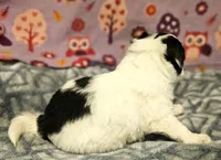 Barney (T-Cup, Call-Text), a male Chihuahua for sale in Cape Girardeau, MO – Photo 3 of 10