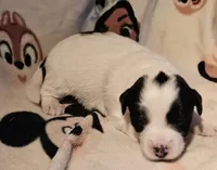 Barney (Call-Text), a male Chihuahua for sale in Cape Girardeau, MO – Photo 8 of 10