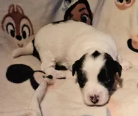 Barney (Call-Text), a male Chihuahua for sale in Cape Girardeau, MO – Photo 1 of 10