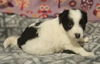 Barney (T-Cup, Call-Text), a male Chihuahua for sale in Cape Girardeau, MO – Photo 8 of 10