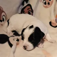 Barney (Call-Text), a male Chihuahua for sale in Cape Girardeau, MO – Photo 7 of 10