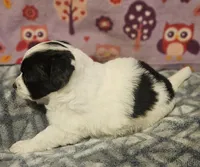 Barney (T-Cup, Call-Text), a male Chihuahua for sale in Cape Girardeau, MO – Photo 9 of 10