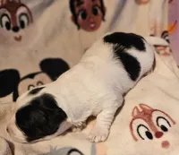 Barney (Call-Text), a male Chihuahua for sale in Cape Girardeau, MO – Photo 3 of 10