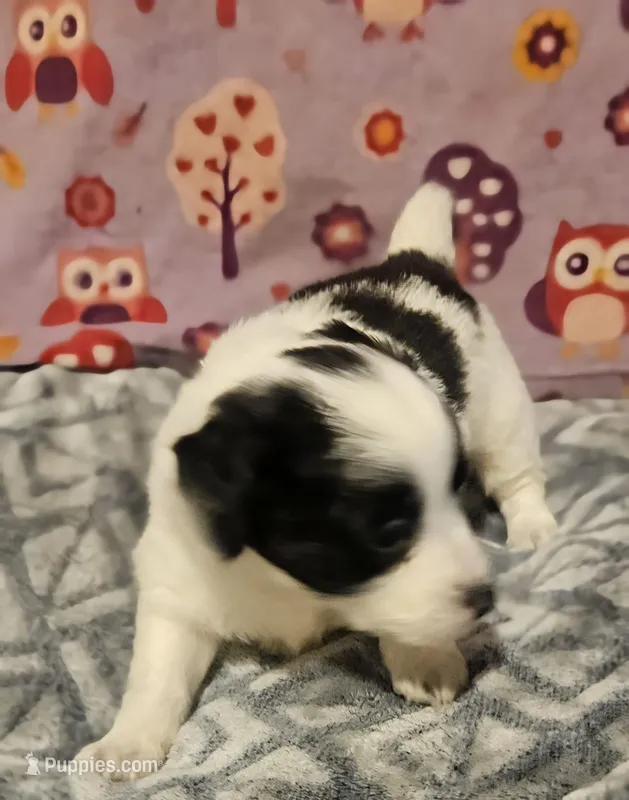 Barney (Call-Text) – Chihuahua puppy for sale in Cape Girardeau, MO