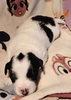 Barney (Call-Text), a male Chihuahua for sale in Cape Girardeau, MO – Photo 9 of 10