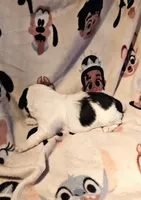 Barney (Call-Text), a male Chihuahua for sale in Cape Girardeau, MO – Photo 4 of 10