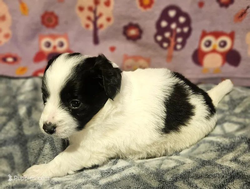 Barney (T-Cup, Call-Text) – Chihuahua puppy for sale in Cape Girardeau, MO