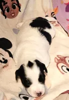 Barney (Call-Text), a male Chihuahua for sale in Cape Girardeau, MO – Photo 10 of 10