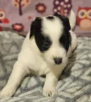 Barney (T-Cup, Call-Text), a male Chihuahua for sale in Cape Girardeau, MO – Photo 6 of 10