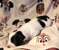 Barney (Call-Text), a male Chihuahua for sale in Cape Girardeau, MO – Photo 2 of 10