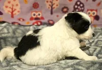 Barney (T-Cup, Call-Text), a male Chihuahua for sale in Cape Girardeau, MO – Photo 10 of 10