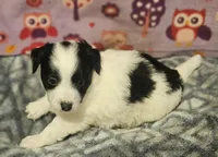 Barney (T-Cup, Call-Text), a male Chihuahua for sale in Cape Girardeau, MO – Photo 7 of 10