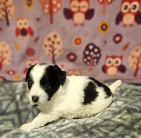 Barney (T-Cup, Call-Text), a male Chihuahua for sale in Cape Girardeau, MO – Photo 5 of 10