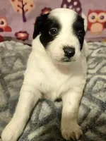 Barney (T-Cup, Call-Text), a male Chihuahua for sale in Cape Girardeau, MO – Photo 4 of 10