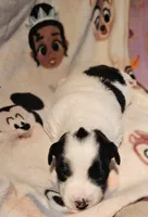 Barney (Call-Text), a male Chihuahua for sale in Cape Girardeau, MO – Photo 5 of 10