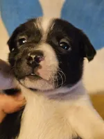 Checker (T-Cup, Call-Text), a male Chihuahua for sale in Cape Girardeau, MO – 2 of 10