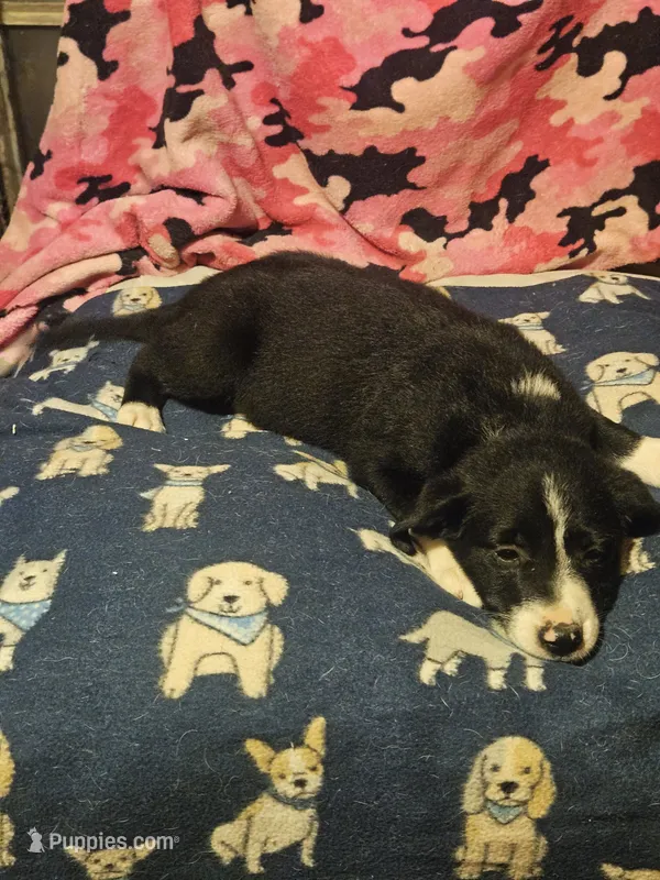 GiGi (Call-Text) – Border Collie puppy for sale in Cape Girardeau, MO
