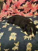 GiGi (Call-Text), a female Border Collie for sale in Cape Girardeau, MO – 4 of 10
