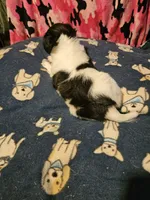 Price (T-Cup), a female Chihuahua for sale in Cape Girardeau, MO – 8 of 10