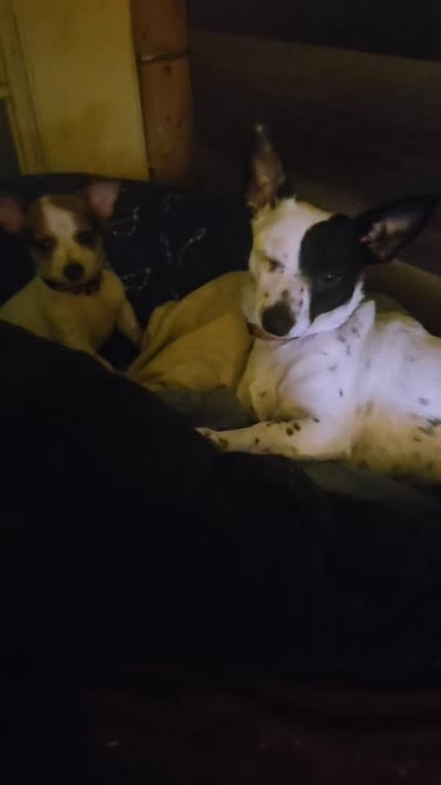Princess (T-Cup, Call-Text), a female Chihuahua for sale in Cape Girardeau, MO – 10 of 10