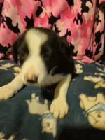 Jay, a male Border Collie for sale in Cape Girardeau, MO – 3 of 10