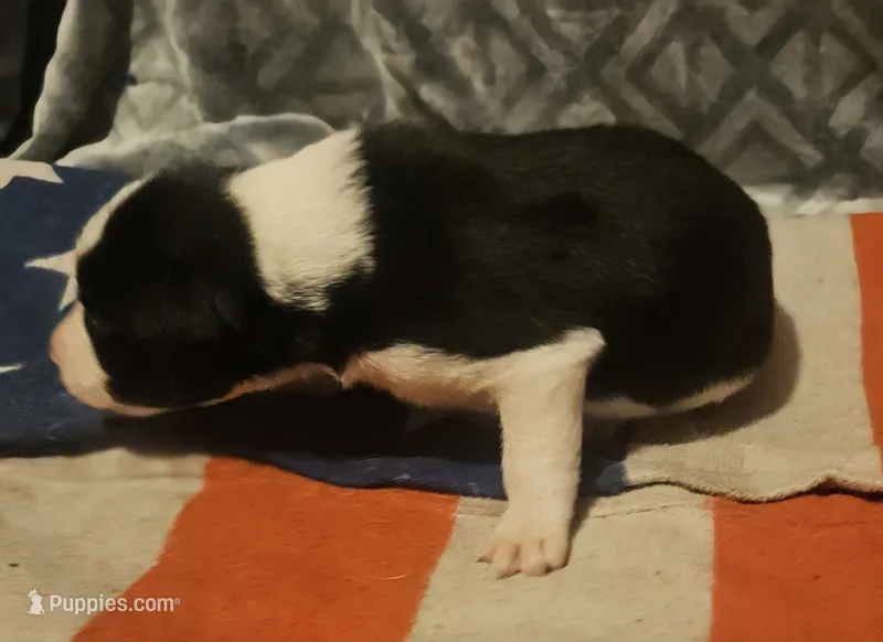 Jay – Border Collie puppy for sale in Cape Girardeau, MO